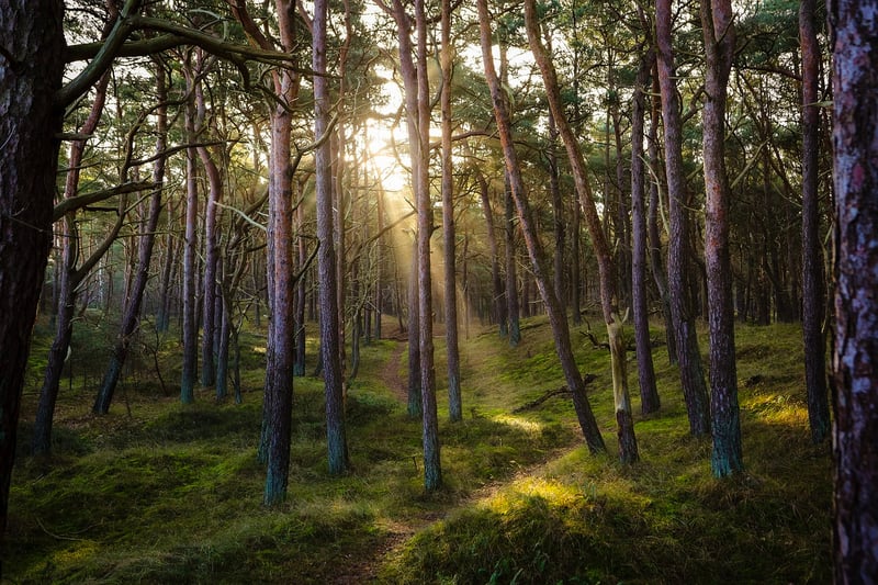 Magical Grove